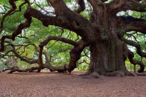 Angel Oak