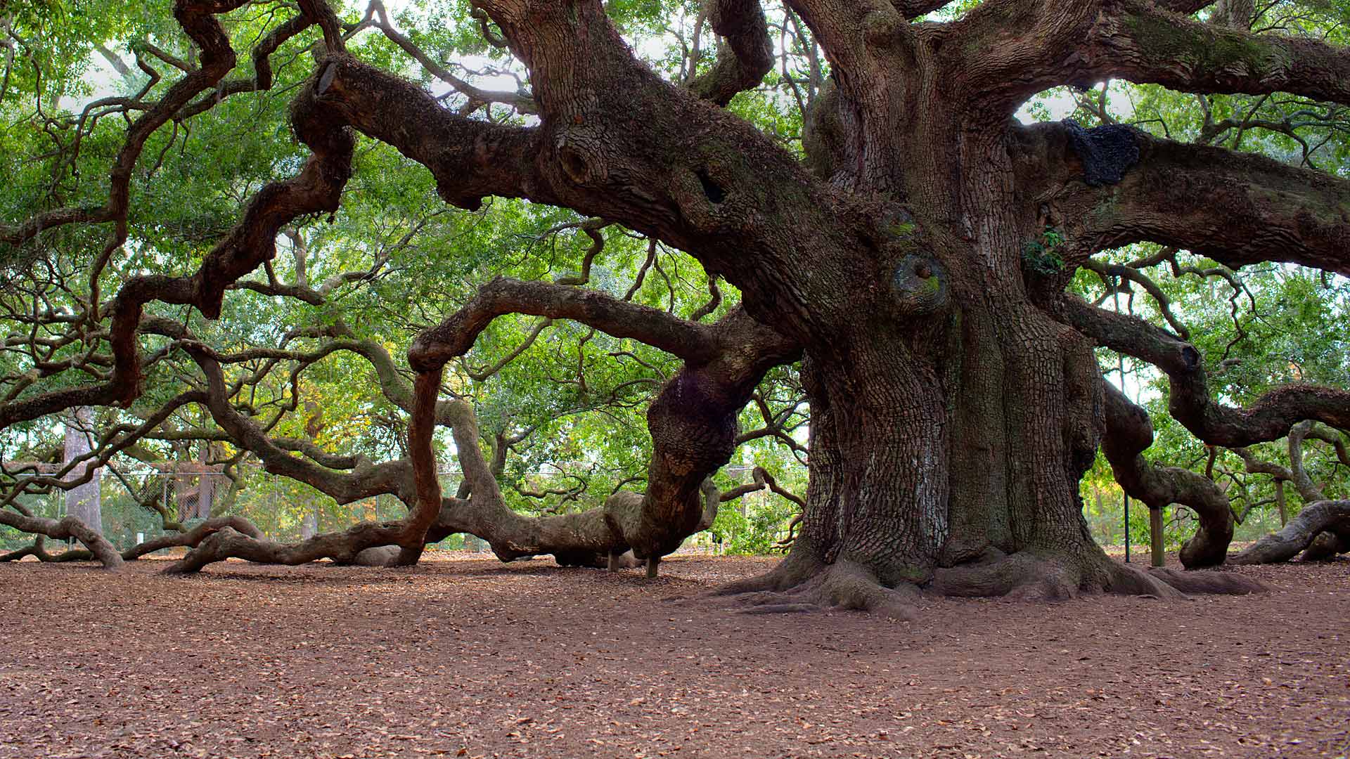 Angel Oak – Bing Wallpaper Download