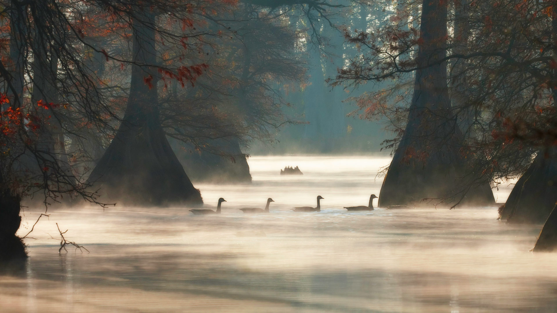 Arkansas Geese