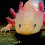 Axolotl