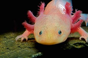 Axolotl