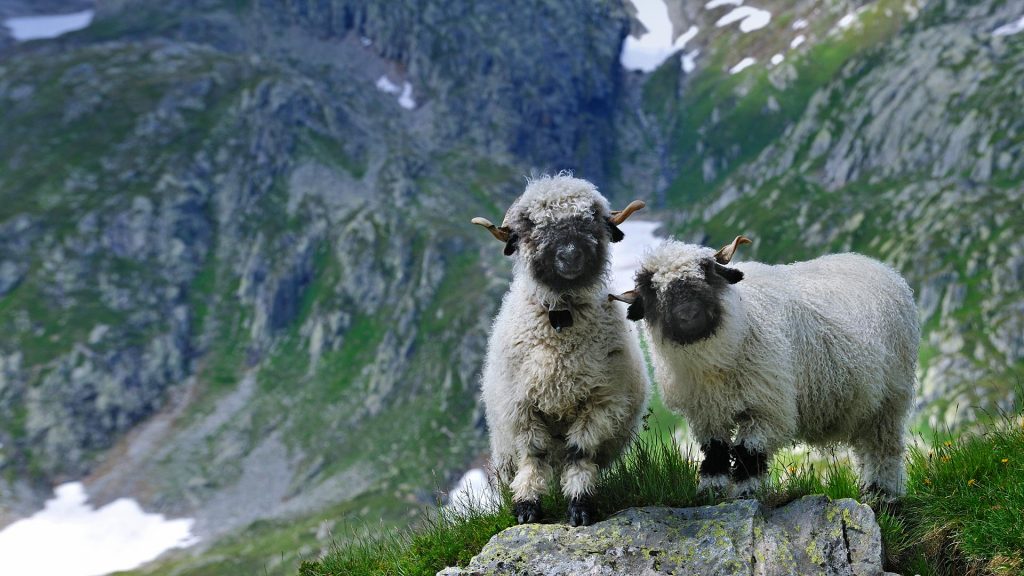 Blacknose Sheep