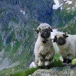 Blacknose Sheep