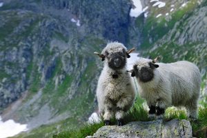 Blacknose Sheep