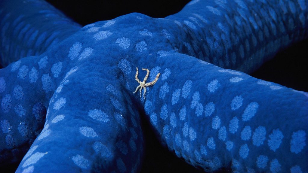 Blue Sea Star