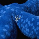 Blue Sea Star