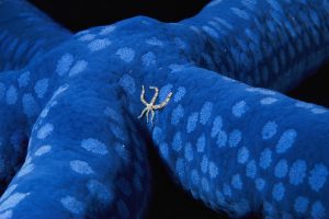 Blue Sea Star