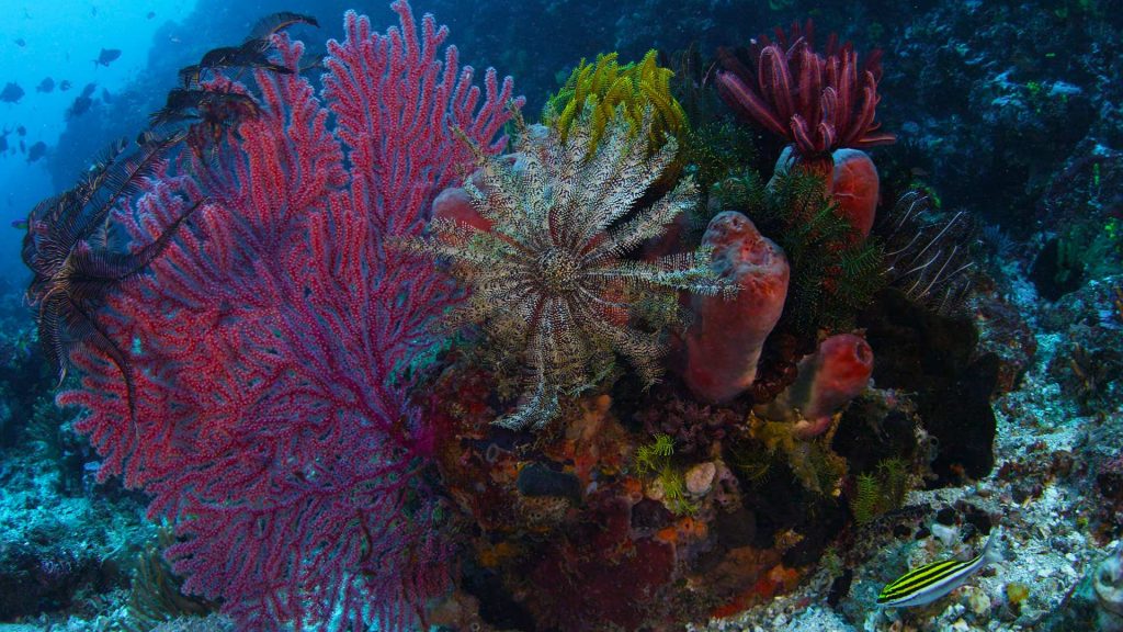 Bommie Reef