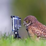 Burrowing Owlet