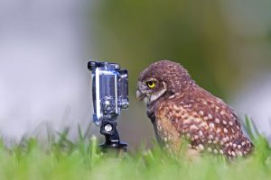 Burrowing Owlet