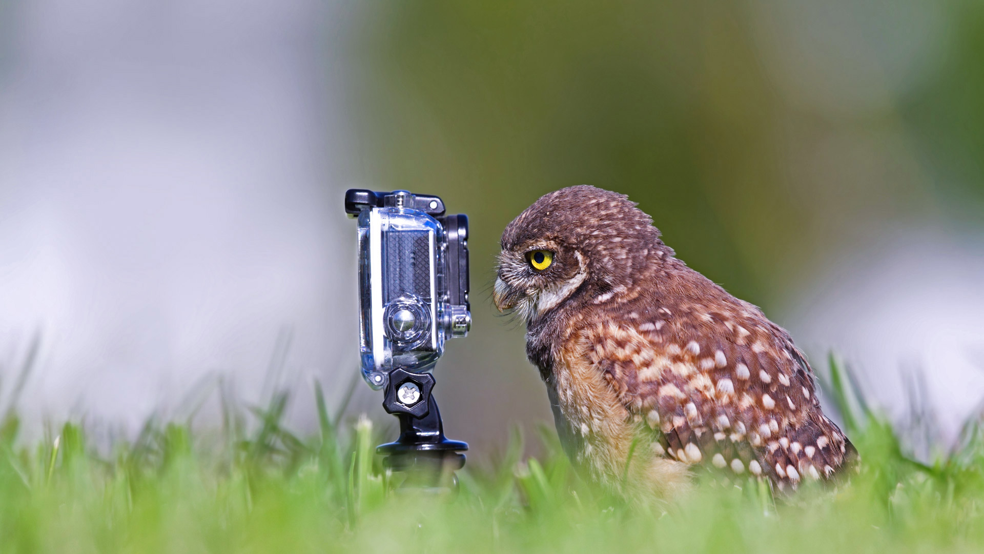 Burrowing Owlet