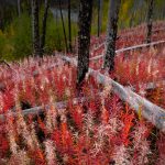 Canada Fireweed