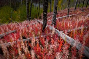 Canada Fireweed