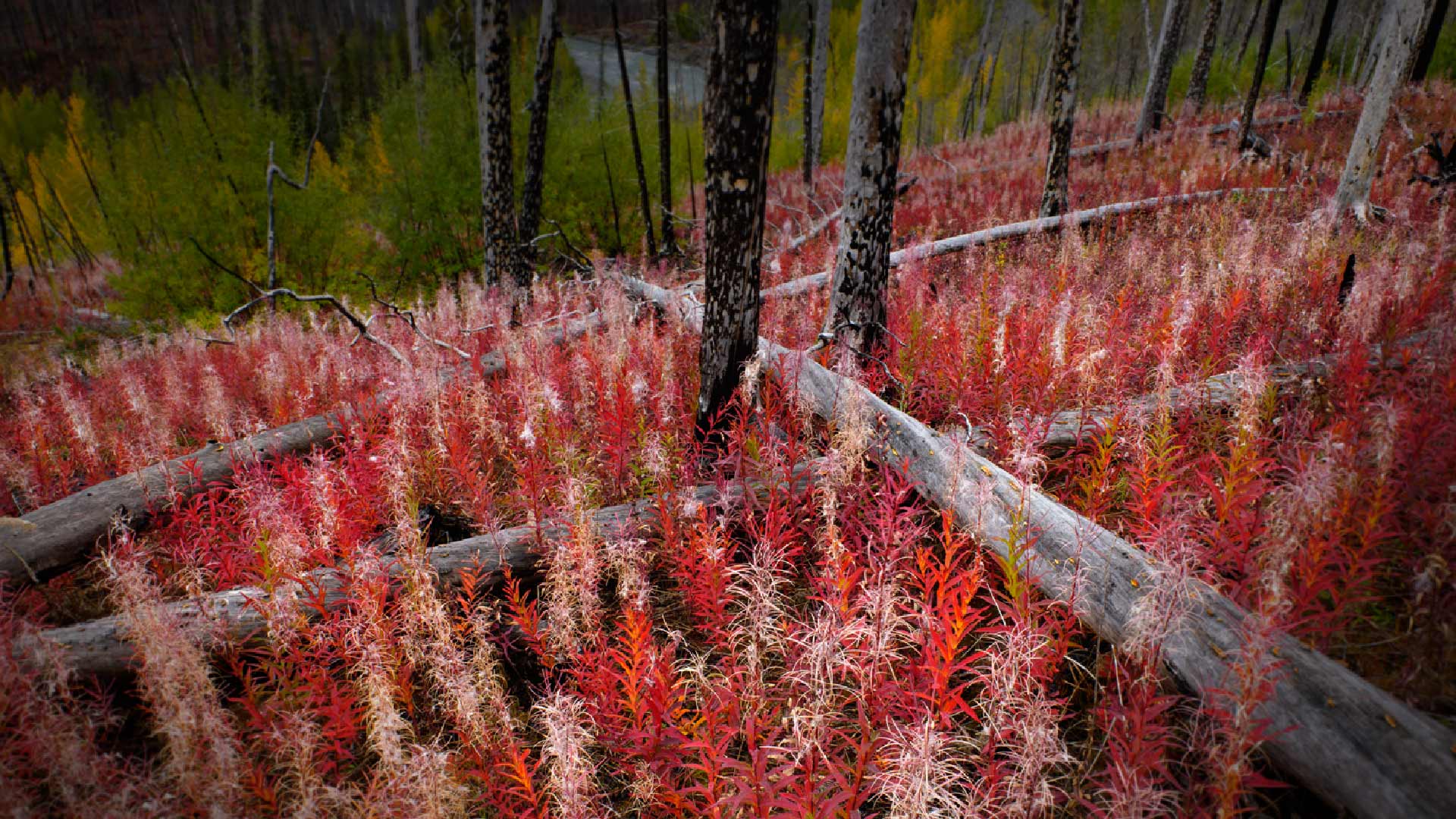 Canada Fireweed