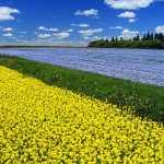 Canola Field