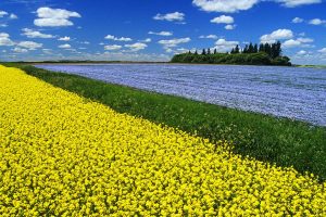 Canola Field