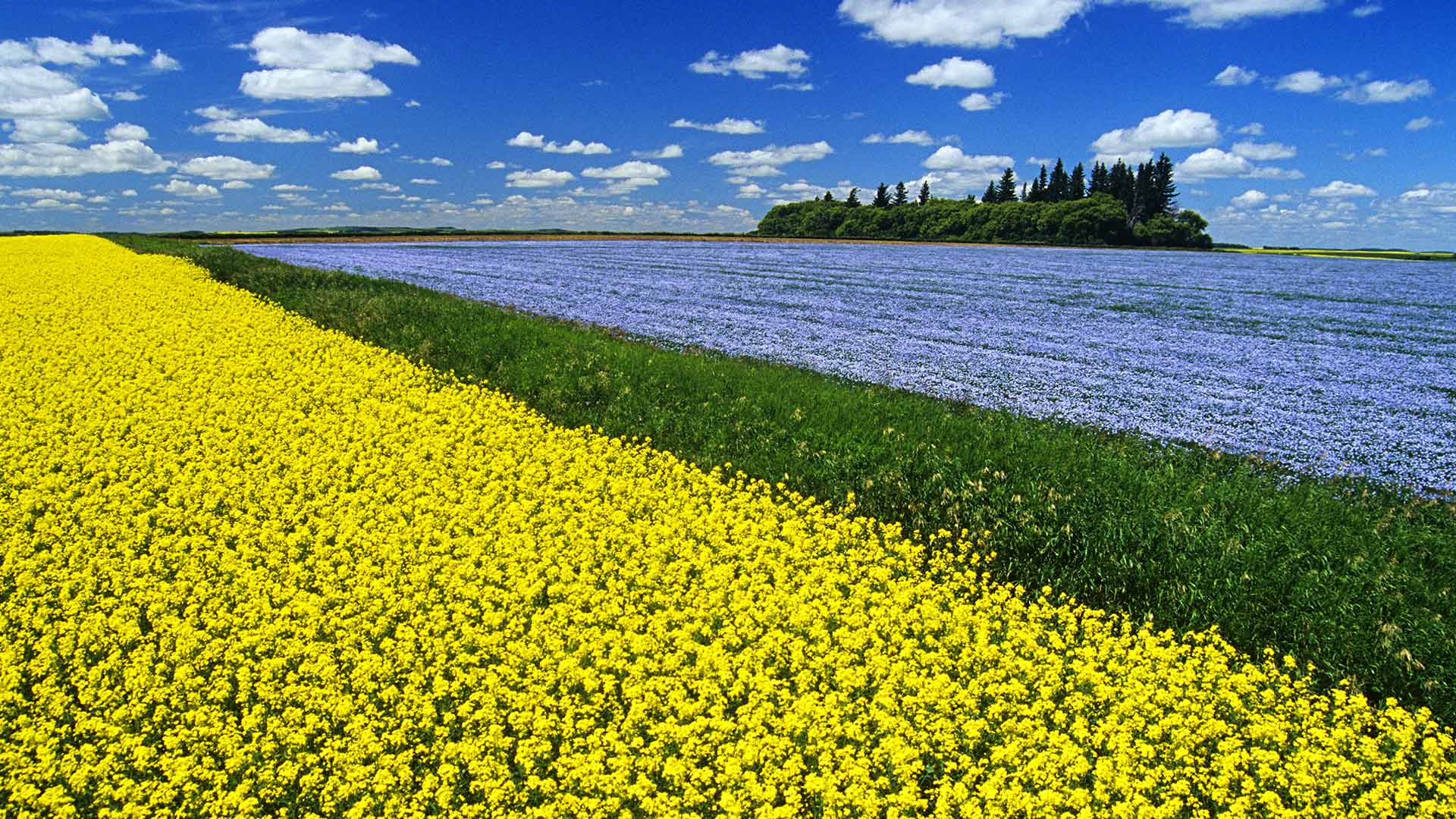 Canola Field