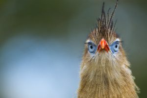 Cariama Cristata