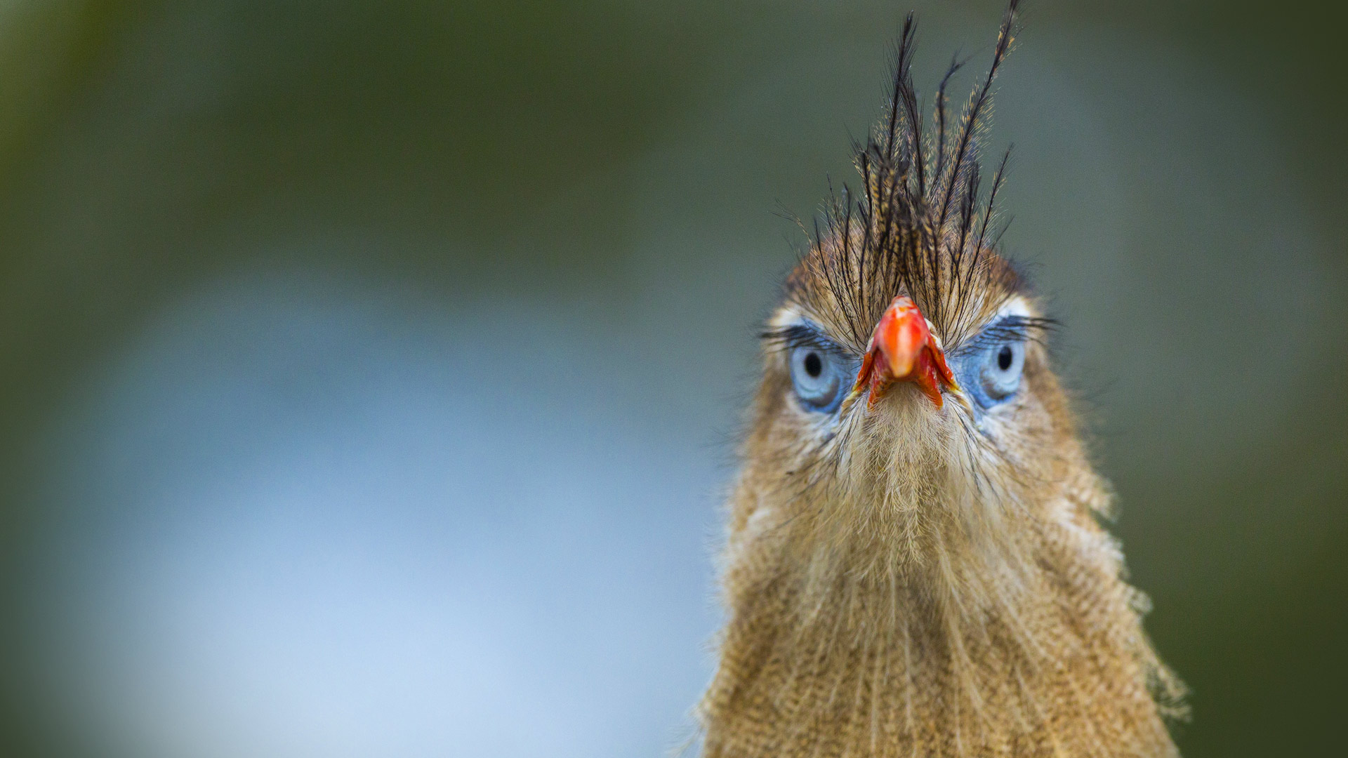 Cariama Cristata