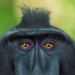 Celebes Crested Macaque