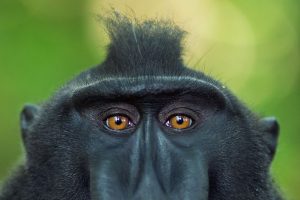 Celebes Crested Macaque