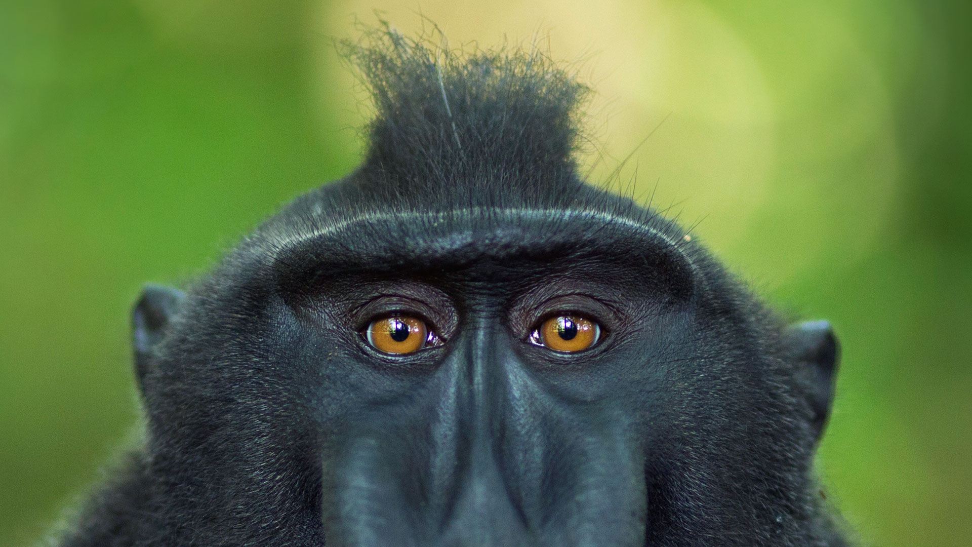 Celebes Crested Macaque