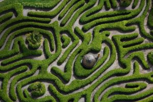 Cherry Laurel Maze