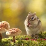 Chipmunk Eating