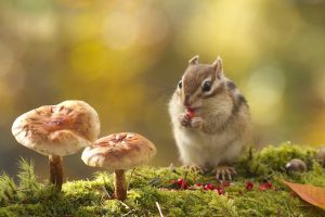 Chipmunk Eating