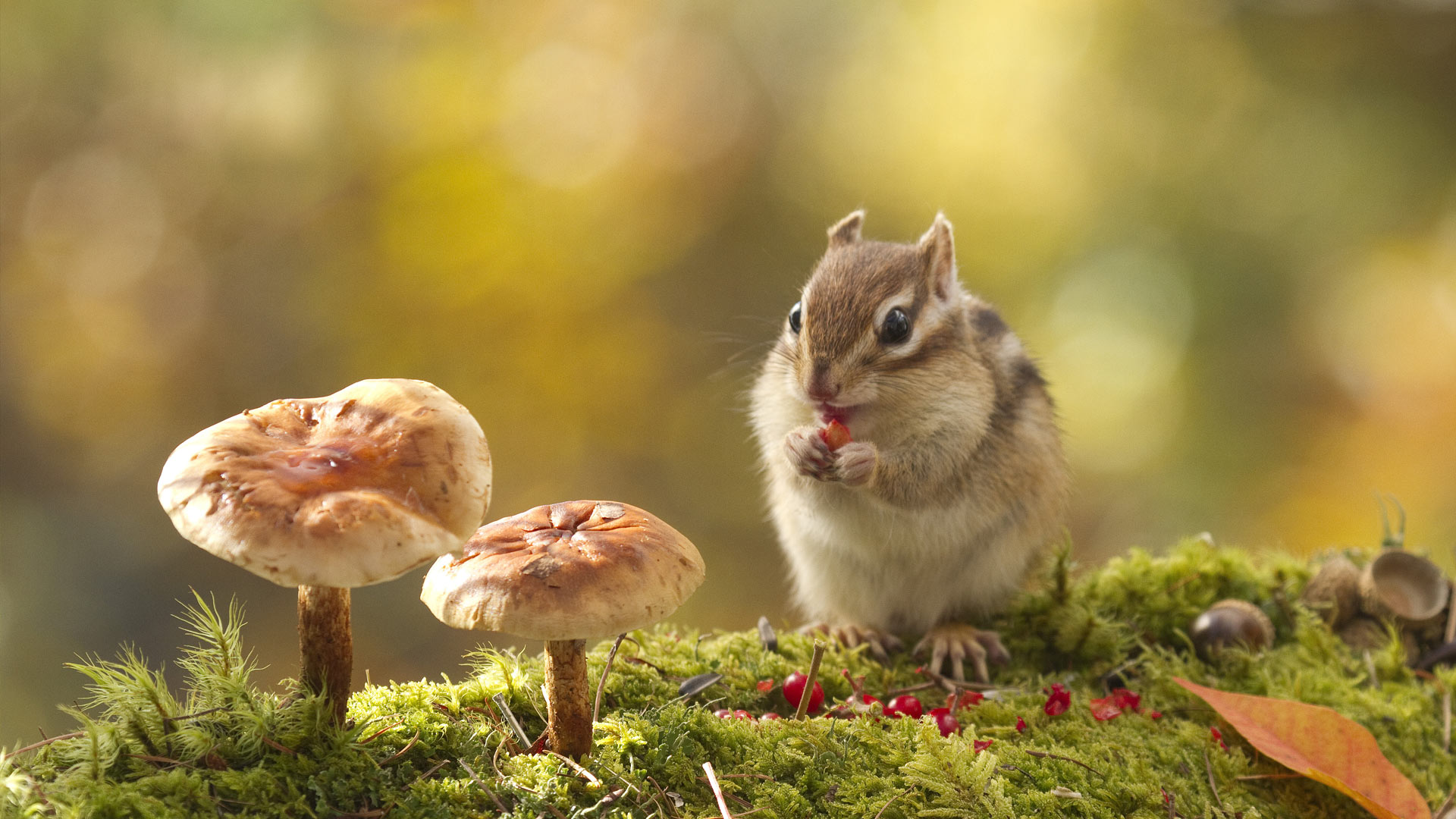 Chipmunk Eating