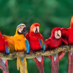 Colorful Macaws