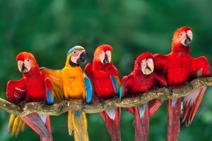 Colorful Macaws