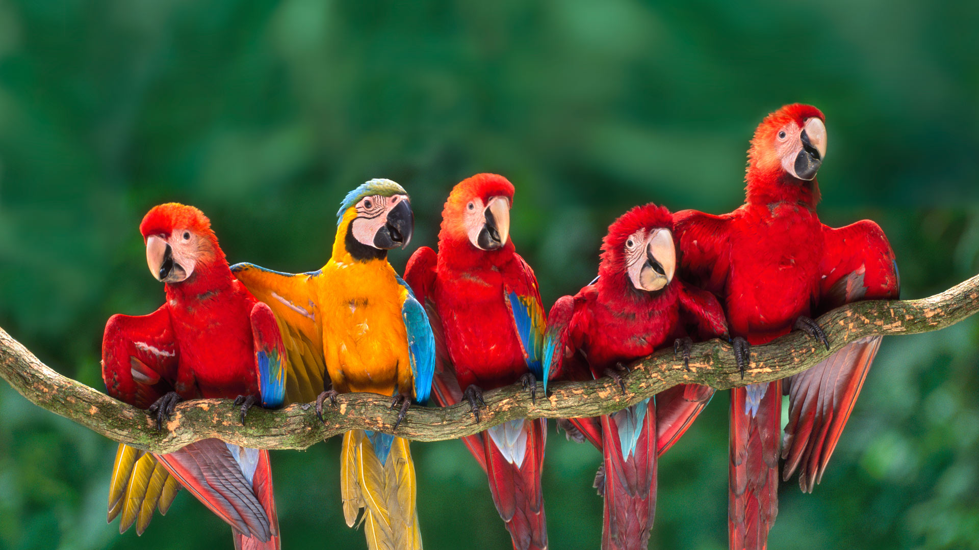 Colorful Macaws