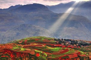 Colorful Terraces