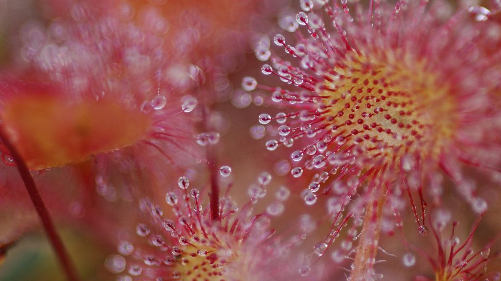 Common Sundew Vosges