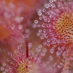 Common Sundew Vosges