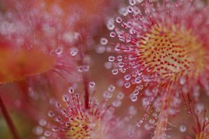 Common Sundew Vosges