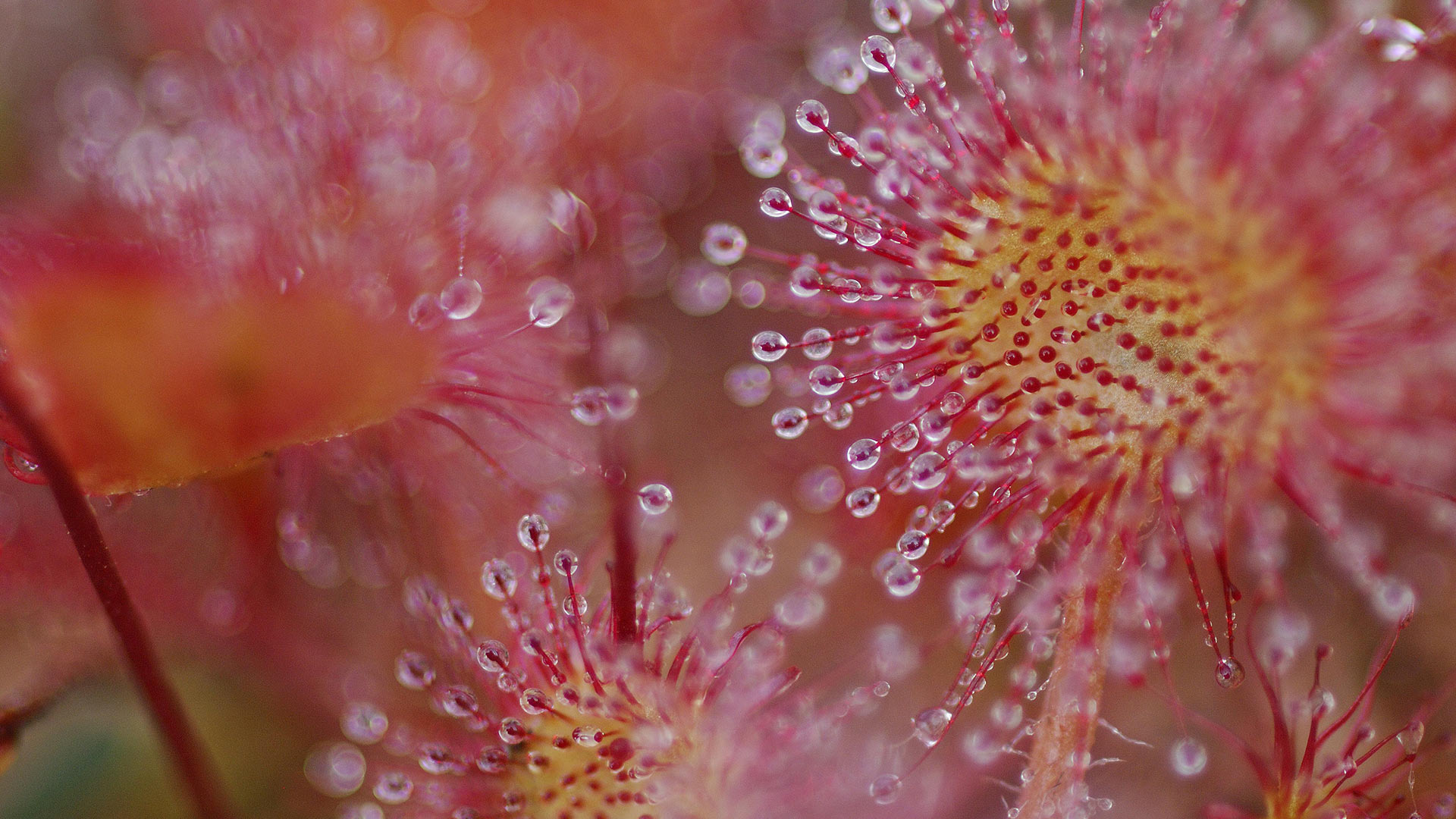 Common Sundew Vosges