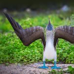 Courtship Display