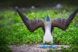 Courtship Display