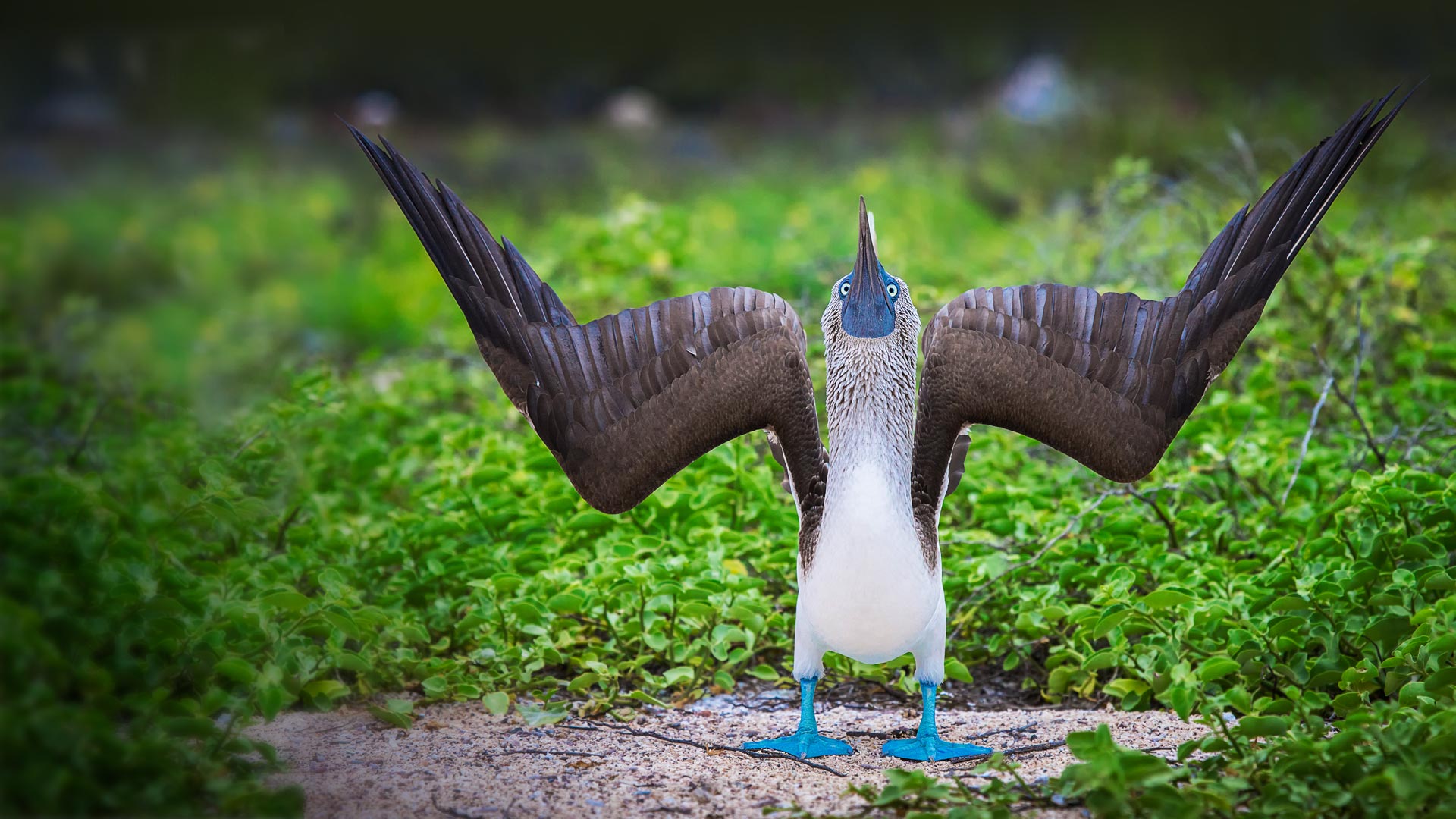 Courtship Display