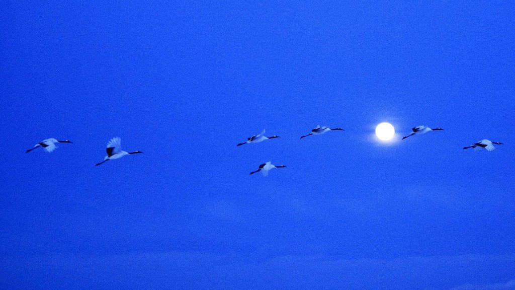 Crane Moon