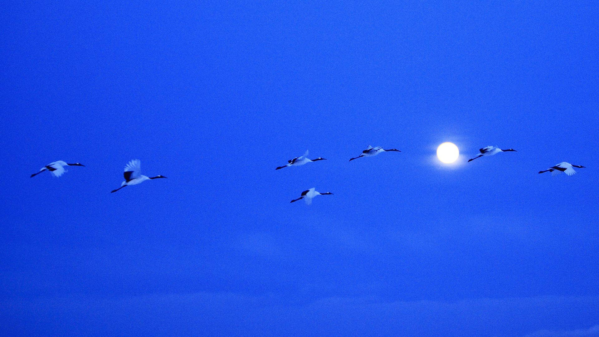 Crane Moon