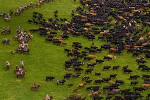 Ecuador Cattle