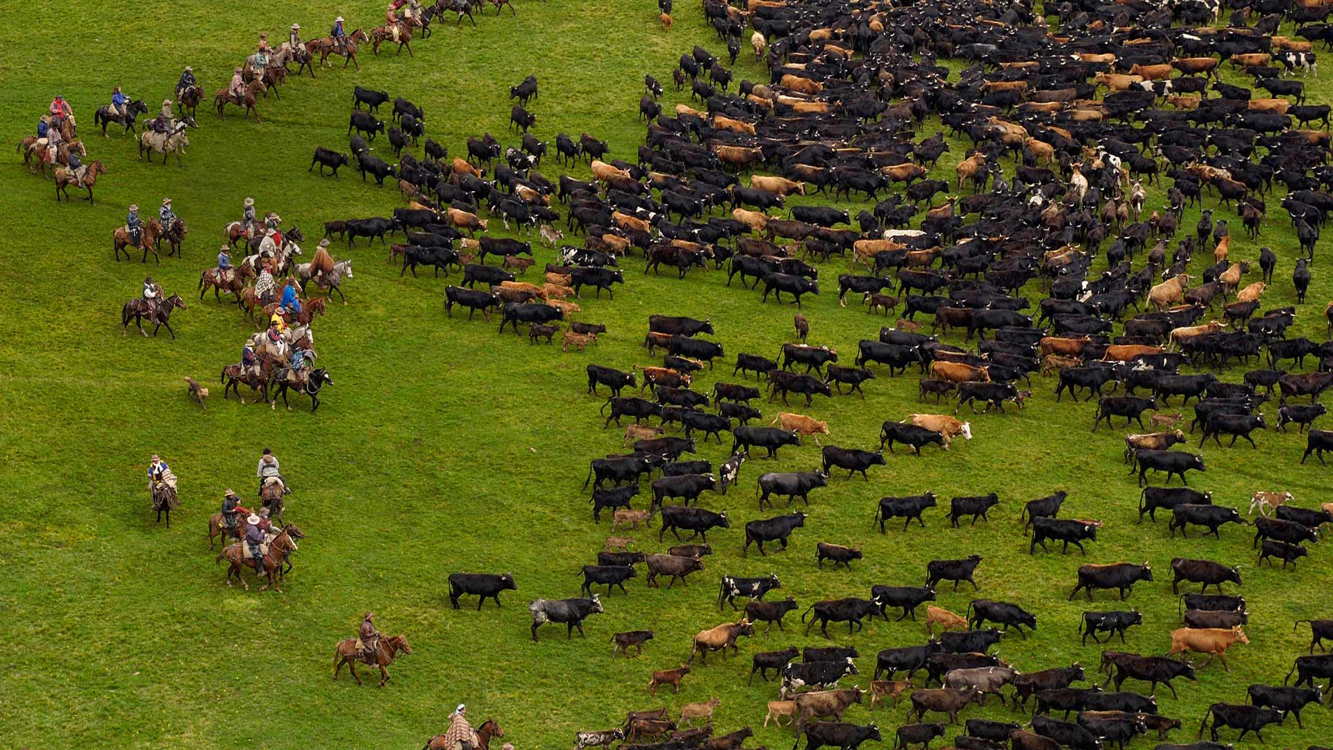 Ecuador Cattle