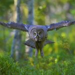 Finland Grey Owl