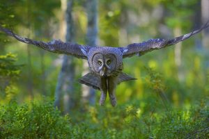 Finland Grey Owl