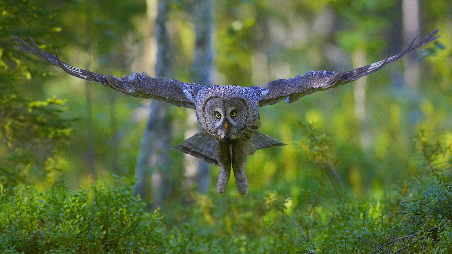 Finland Grey Owl