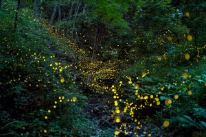 Fire Flies Okinawa