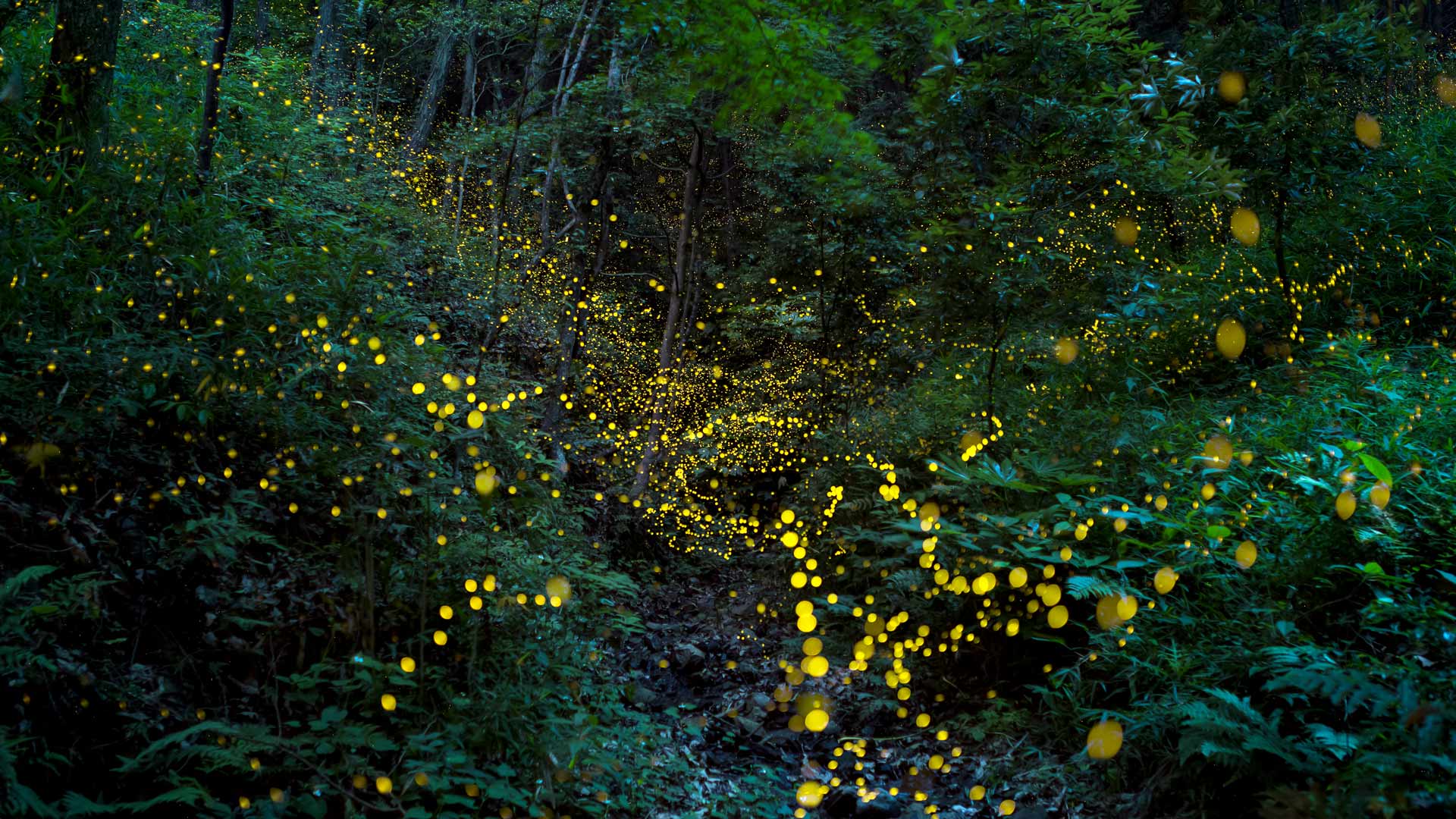 Fire Flies Okinawa